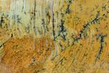 Strelley Pool Stromatolite Thick Slab - Billion Years Old #129163-1